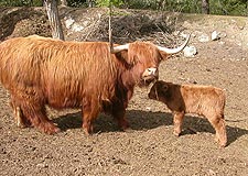 Highland Chattle aus Südtiroler Zucht - schottische Hochlandrinder