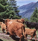 Junges Hochland Rind - Hochlandrinder Herde auf der Morter Alm in Südtirol