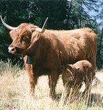 Junges Hochland Rind - Hochlandrinder Herde auf der Morter Alm in Südtirol