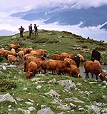 Hochlandrinder Herde auf der Morter Alm in Südtirol