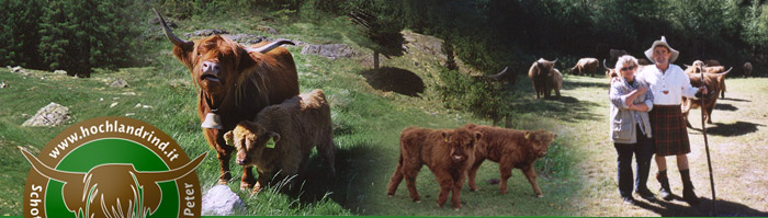 Schottische Hochlandrinder aus Südtirol